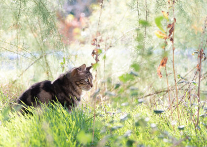 Animaux