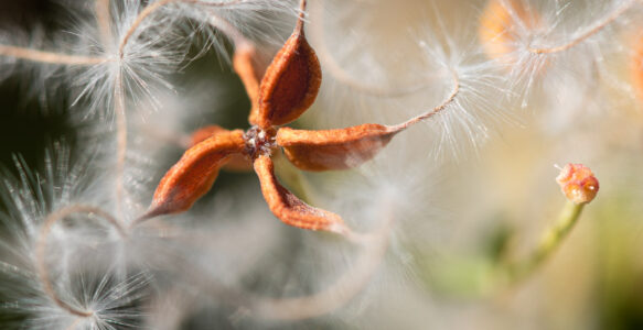 Fleurs