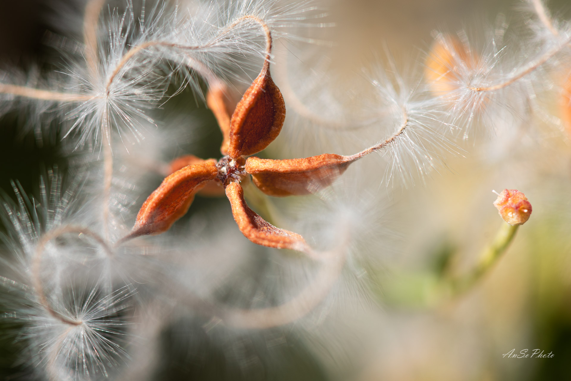 AnSoPhoto